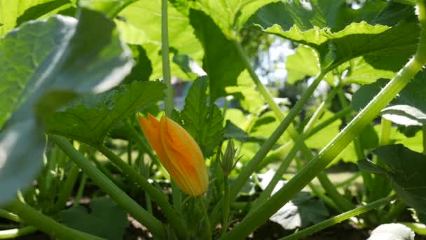 Gul blomma av blommande grönsaksmärg som växer i lantlig trädgård. Ekologisk zucchini. Ekologiskt jordbruk — Stockvideo