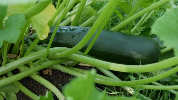 Matura midolli vegetali su un cespuglio nel giardino. Zucchine ecologiche. Concetto agricolo biologico. Stagione del raccolto — Video Stock