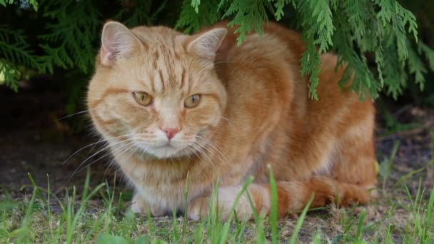 Rote Katzen ruhen im Sommer im Garten. Katze spielt draußen. In der Sonne — Stockvideo