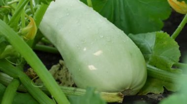 Bahçedeki bir çalılıkta olgunlaşmış sebze ilikleri. Ekolojik kabak. Organik tarım konsepti. Hasat mevsimi