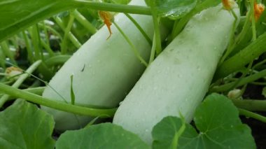 Bahçedeki bir çalılıkta olgunlaşmış sebze ilikleri. Ekolojik kabak. Organik tarım konsepti. Hasat mevsimi. Yüksek kalite 4k görüntü