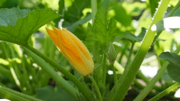 Gelbe Blume aus blühendem Gemüsemark, die im Bauerngarten wächst. Ökologische Zucchini. Ökolandbau-Konzept — Stockvideo