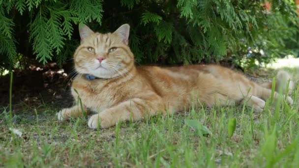 Gatto rosso sdraiato in giardino in estate. Il gatto gioca fuori. Sotto il sole — Video Stock