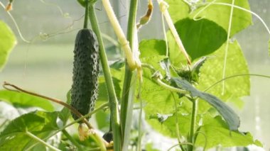 Serada güneşli bir gün, salatalık yetiştirmek. Yaprakların arasındaki dallarda olgunlaşmış salatalıklar. Sağlıklı sebzelerin yetiştirilmesi. Organik tarım işi. Yüksek kalite 4k görüntü