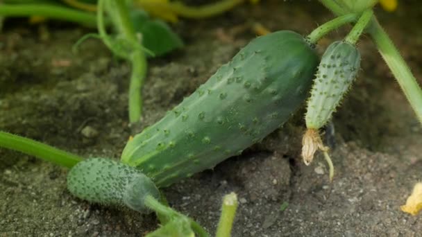 Sunny Day Greenhouse Grown Cucumbers Ripening Cucumbers Branches Leaves Cultivation — Stock Video