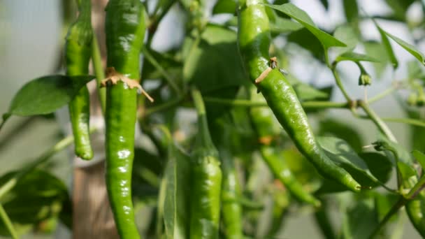 Ripening Green Chili Pepper Branches Greenhouse Cultivation Healthy Vegetables Organic — Stock Video