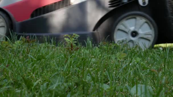 Werknemer met behulp van elektrische grasmaaier voor het maaien van gras. Tuinwerkzaamheden en -uitrusting. — Stockvideo