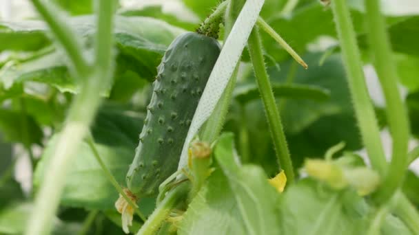 Día soleado en un invernadero, pepinos crecidos. Pepinos que maduran en las ramas entre las hojas. Cultivo de verduras saludables. Agricultura ecológica. — Vídeos de Stock