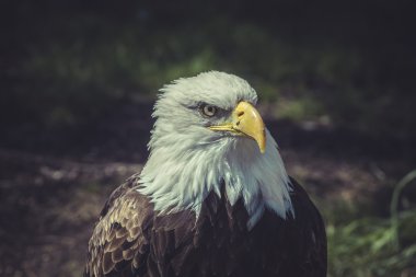 Amerikan kel kartal 