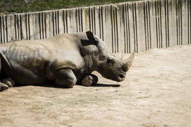 Hayvanat Bahçesi beyaz rhino