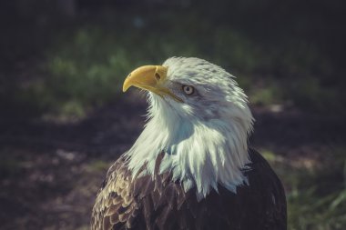 Amerikan kel kartal 