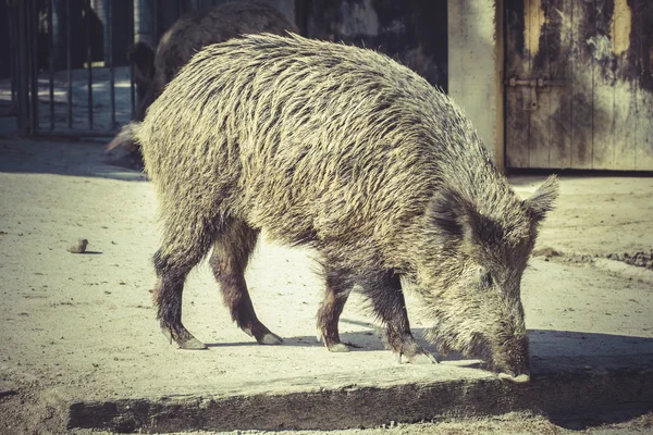 Cerdo salvaje en el zoológico —  Fotos de Stock