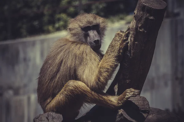 Африканський Бабуїн мавпи — стокове фото