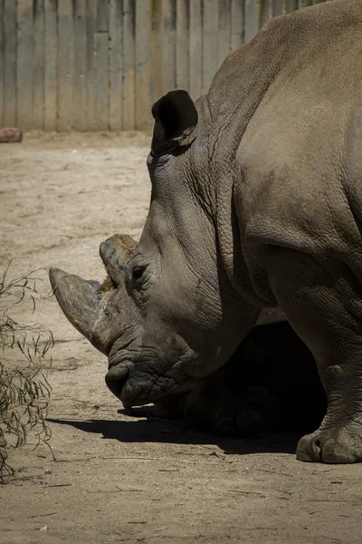 Rhino blanc dans le zoo — Photo