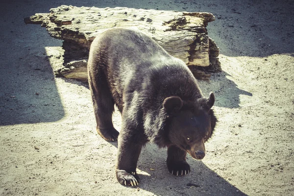 동물원의 검은 곰 — 스톡 사진