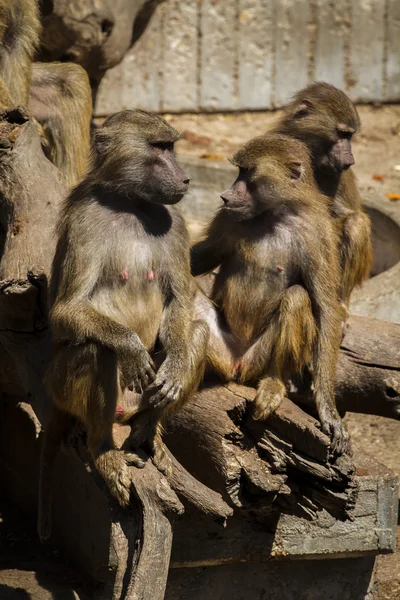 African baboon monkeys — Stock Photo, Image