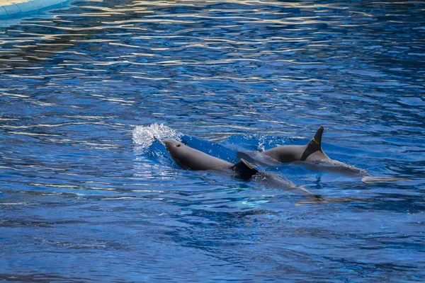 Lumba-lumba berenang di air — Stok Foto