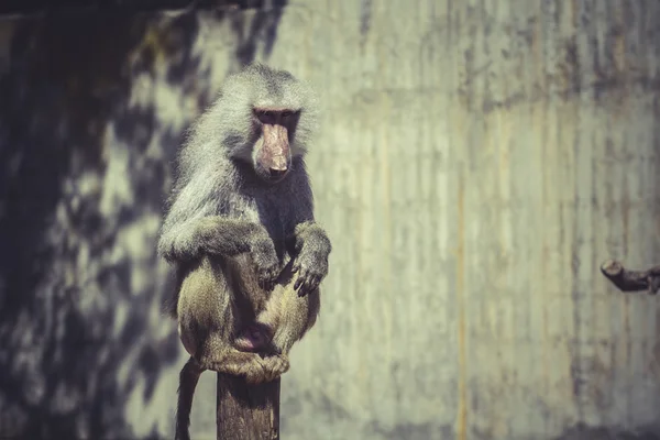 African baboon monkey — Stock Photo, Image