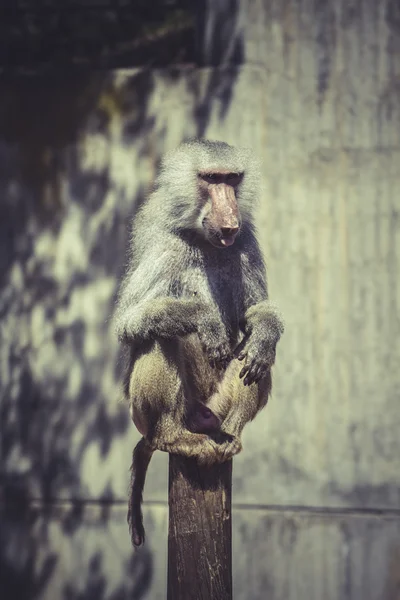 Afrikanska babian monkey — Stockfoto