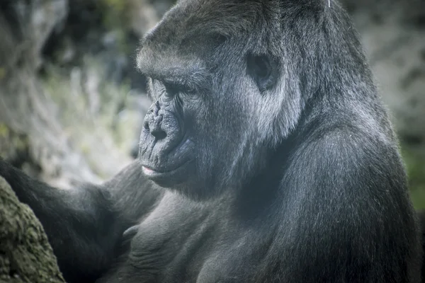 Gorila en ambiente natural — Foto de Stock