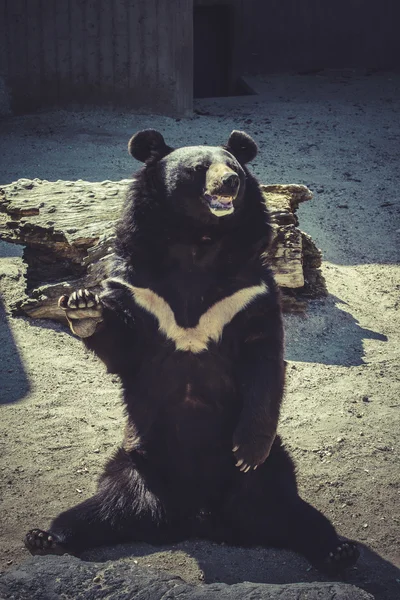 動物園の黒いクマ — ストック写真