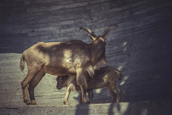 Espanhol ibex no zoológico — Fotografia de Stock