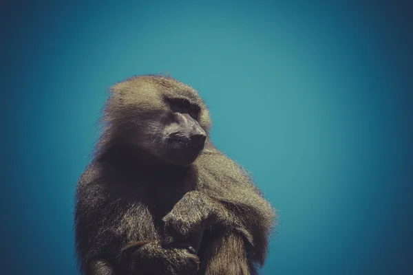 Африканская обезьяна-бабуин — стоковое фото