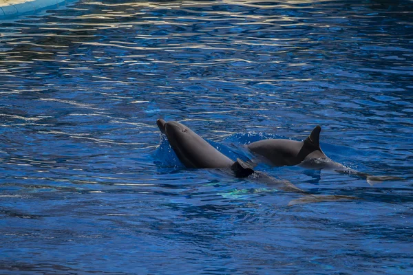 Dolphins swimming in water — Stock Photo, Image