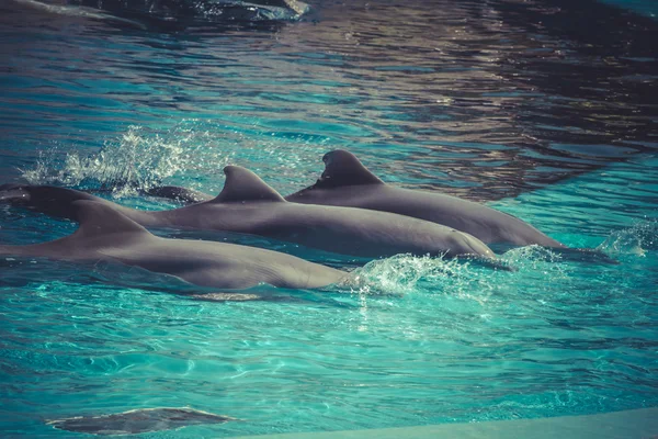 Delfines nadando en el agua —  Fotos de Stock