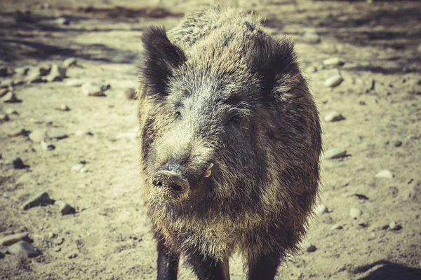 Cerdo salvaje en el zoológico —  Fotos de Stock