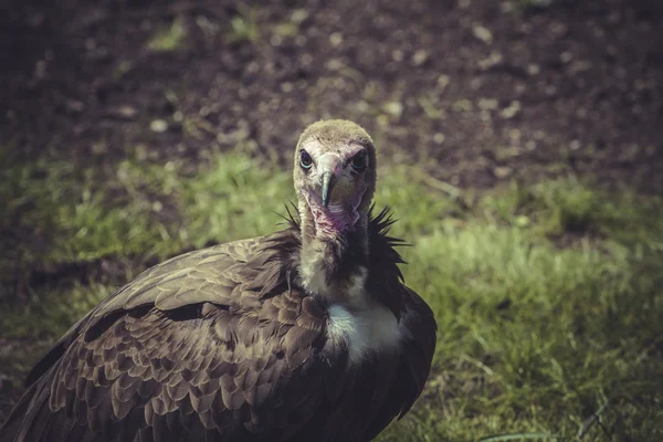 American Bald Eagle — Stock Photo, Image