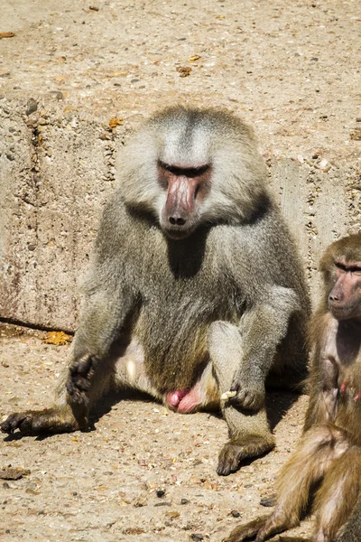Afrikaanse baviaan apen — Stockfoto