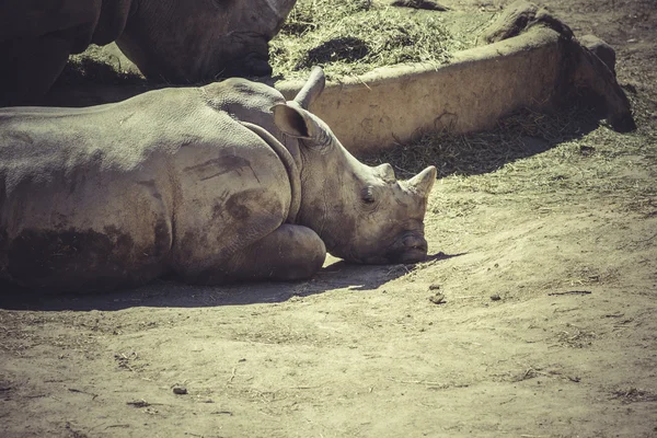 Rinoceronte branco no zoológico — Fotografia de Stock