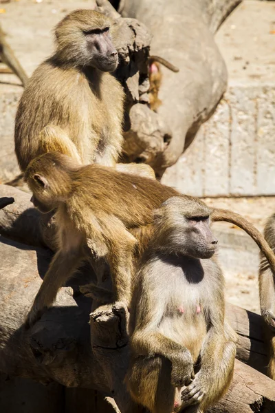 Afrikanische Pavianaffen — Stockfoto