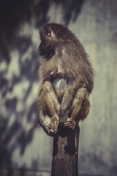 Macaco babuíno africano — Fotografia de Stock