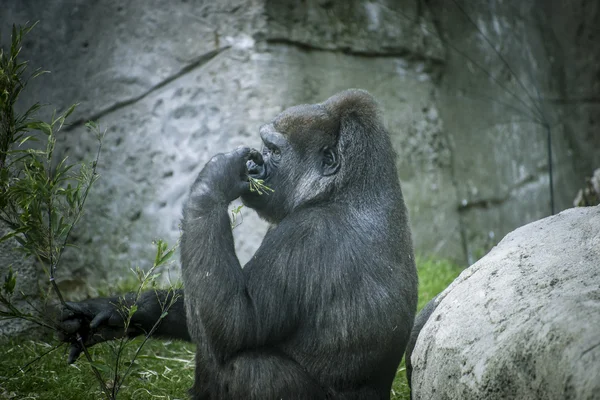 Gorilla in  natural environment — Stock Photo, Image