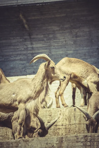 Espanhol ibex no zoológico — Fotografia de Stock