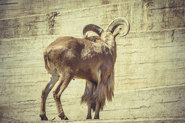 Spanish ibex in zoo — Stock Photo, Image