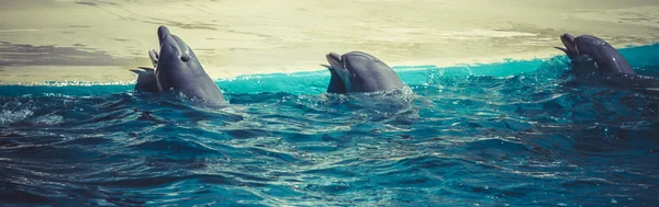 Dolphins swimming in water — Stock Photo, Image