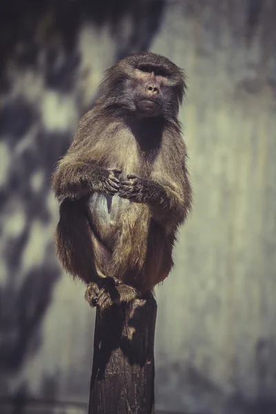Afrikanska babian monkey — Stockfoto