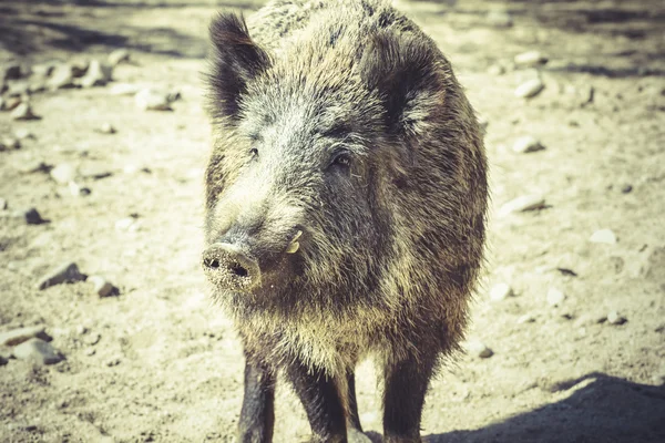 Divoké prase v zoo — Stock fotografie