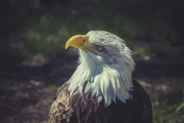 Aquila calva americana — Foto Stock