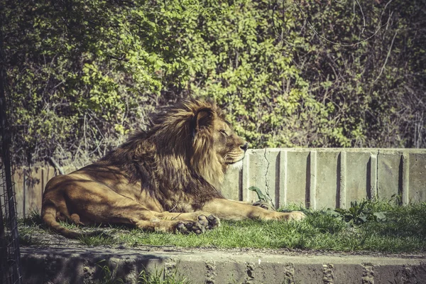 Leone sdraiato all'aperto nello zoo — Foto Stock