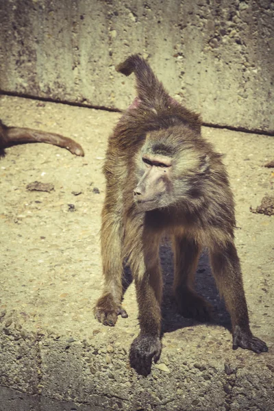 African baboon monkey — Stock Photo, Image