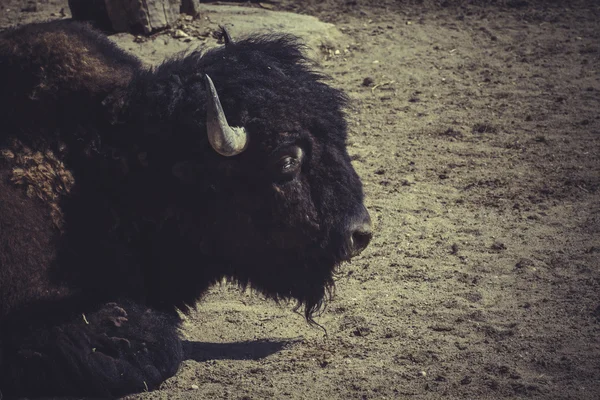 Hlava na bizon americký — Stock fotografie