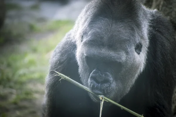 Gorilla in  natural environment — Stock Photo, Image