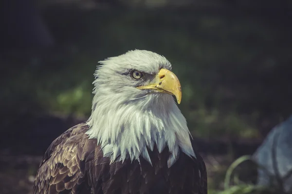 Amerikanischer Weißkopfseeadler — Stockfoto