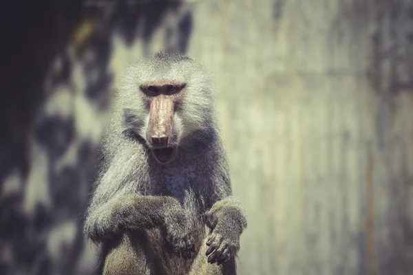 Afrikanska babian monkey — Stockfoto