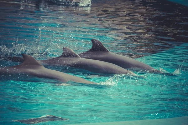 Дельфіни плавають у воді — стокове фото