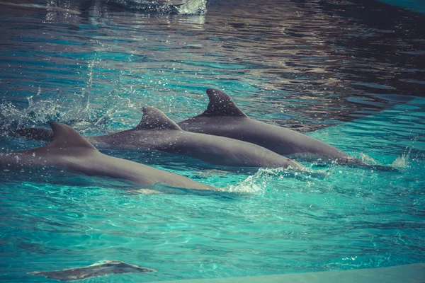 Dolphins swimming in water — Stock Photo, Image